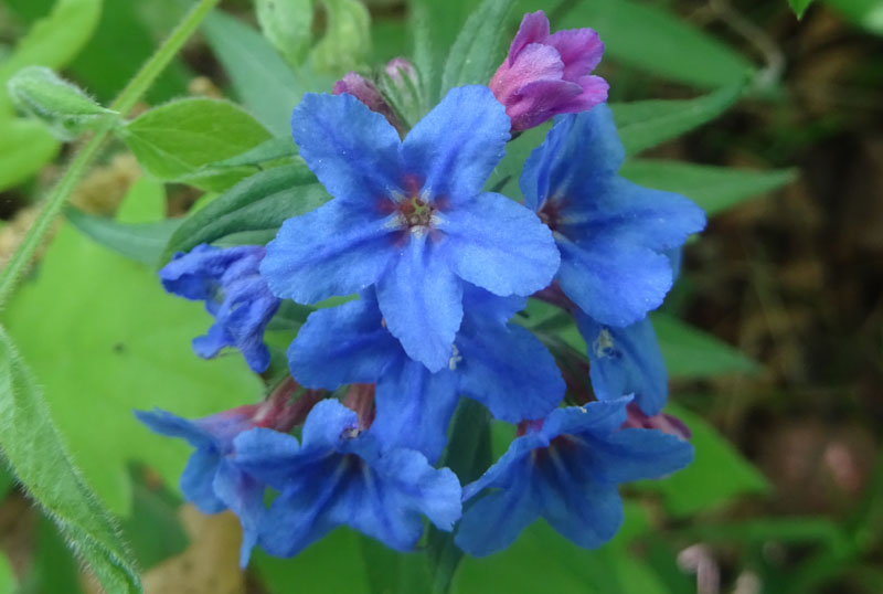 Buglossoides purpurocaerulea (L.) I.M. Johnst. (Boraginaceae)